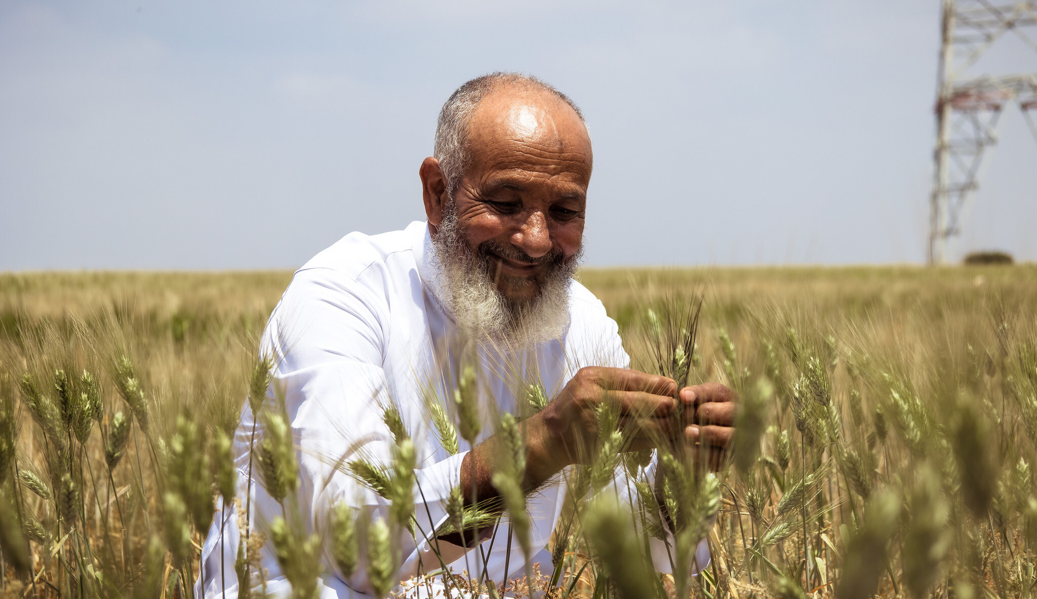 A farmer in the Safi region in Morocco, examining a durum wheat plot planted on his farm with support from the BOLD Project - Photo: Ahmed Ismaili/Crop Trust