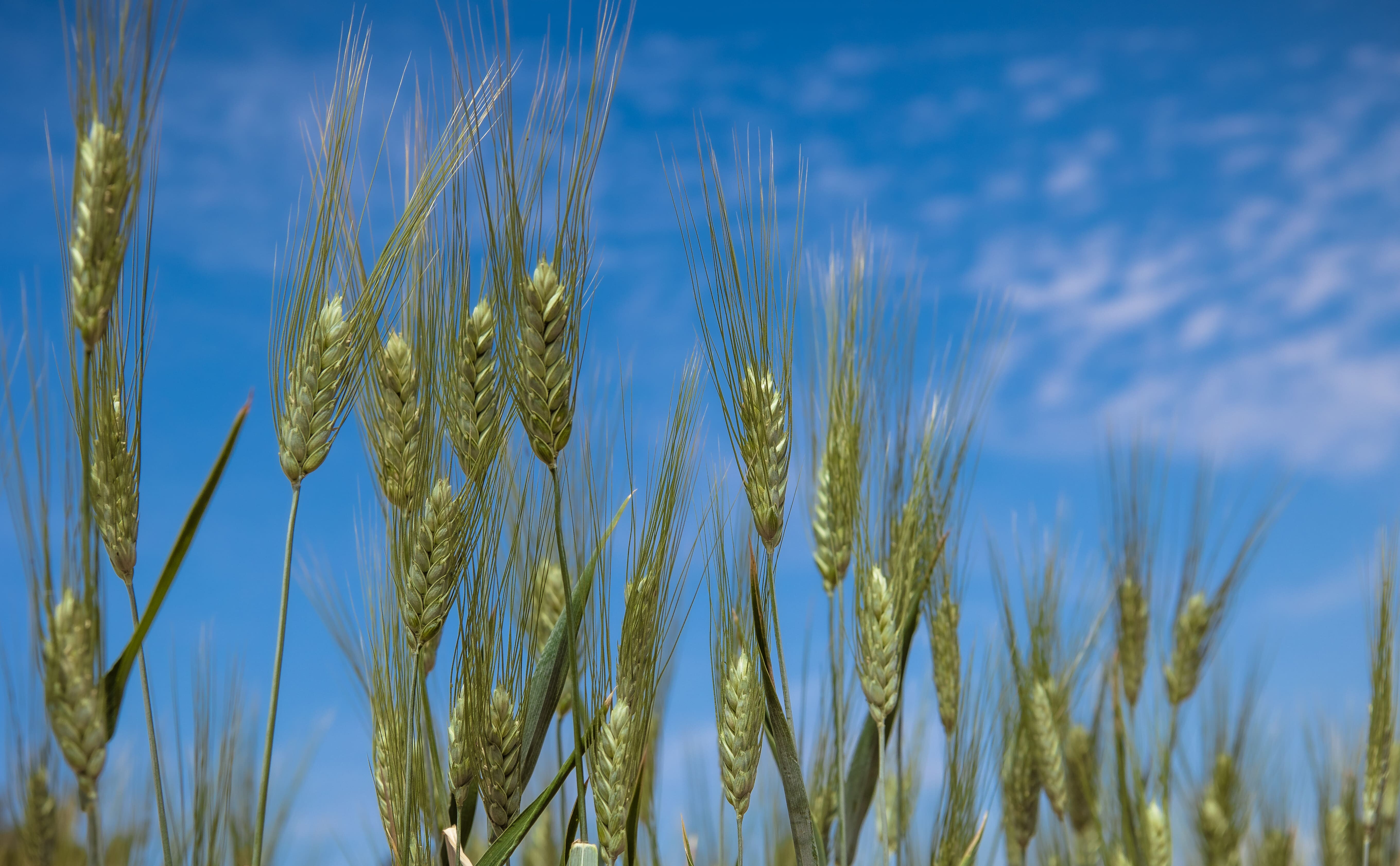 The drought-resistant durum wheat variety Jawahir growing strong in southern Morocco. - Photo: Ahmed Ismaili/Crop Trust