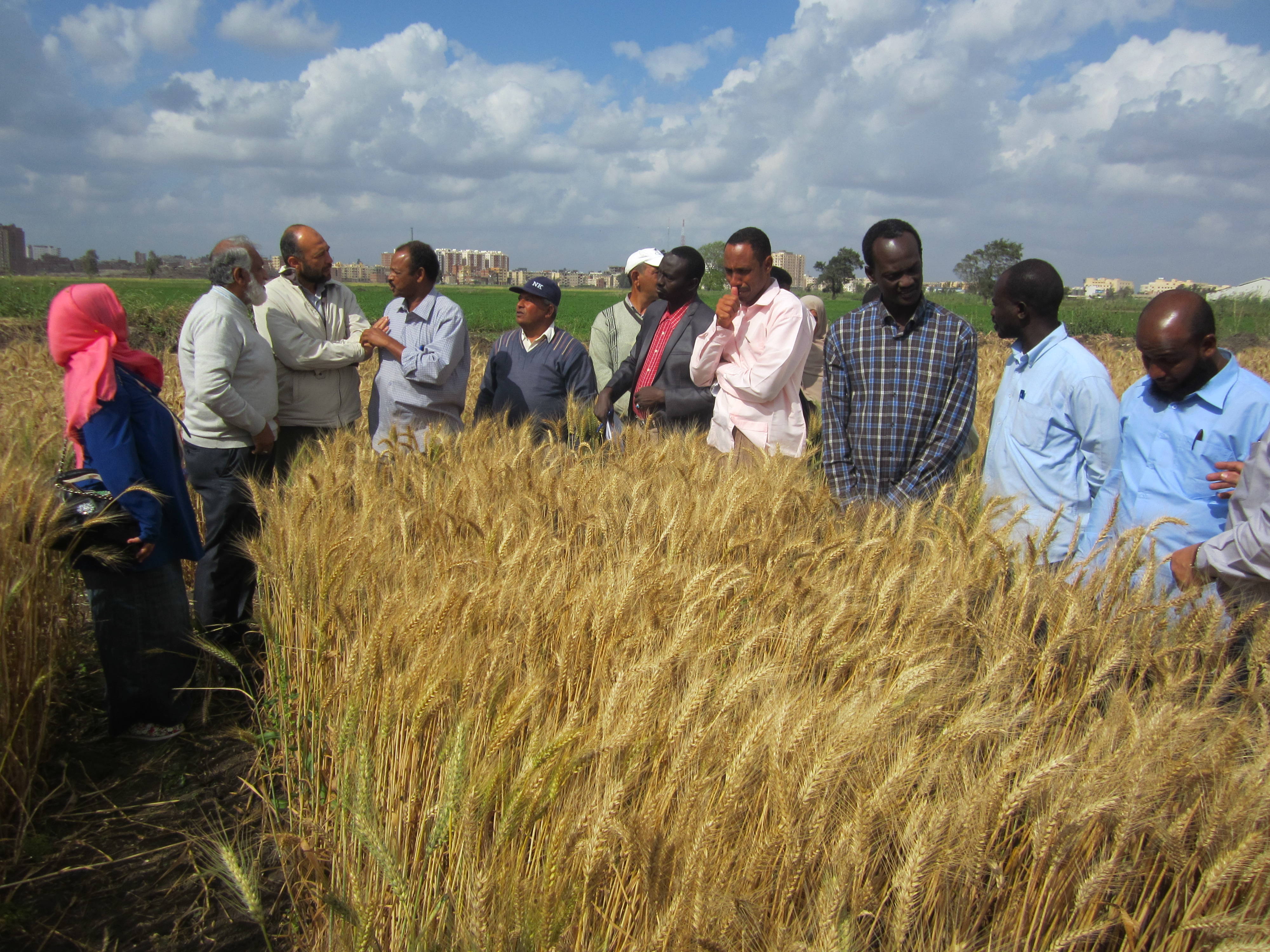 Ensuring High Quality Seed For Sudanese Farmers Icarda