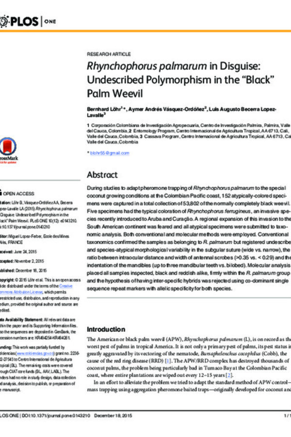 Rhynchophorus palmarum in Disguise: Undescribed Polymorphism in the “Black” Palm Weevil