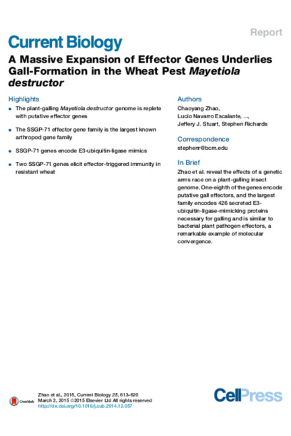 A Massive Expansion of Effector Genes Underlies Gall-Formation in the Wheat Pest Mayetiola destructor