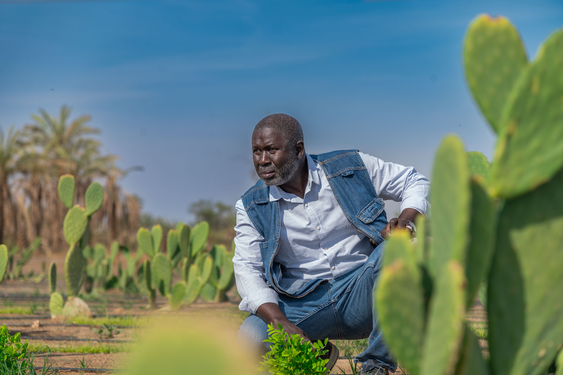 Dr. Abdoul Aziz Niane in a catus field in a demosite in UAE. 2023. Photo by Ahmed El Sheemy/ICARDA.