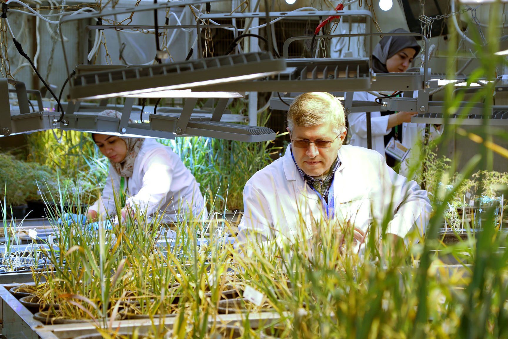 Dr. Alaa Hamwieh in a crop breeding lab in Giza, Egypt, 2020. Photo by Roni Ziade/ICARDA.