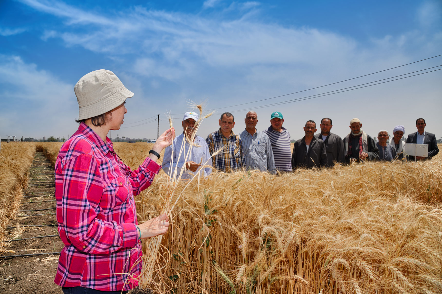 Dr. Samar Attaher showing the results of drip irrigation system to farmers and extension agents at Sids Station, Beni Sueif, Egypt. 2024. Photo by Ahmed El Sheemy/ICARDA.