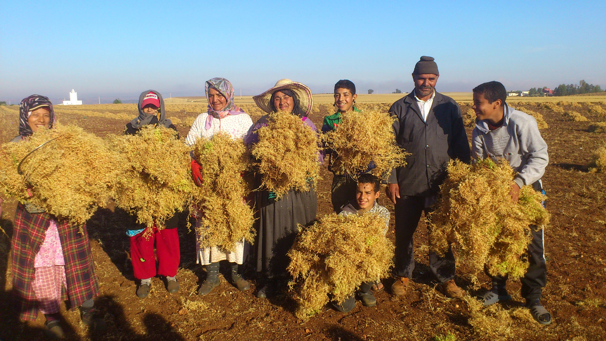 A bountiful harvest of chickpeas for farmers in Morocco. 2014.