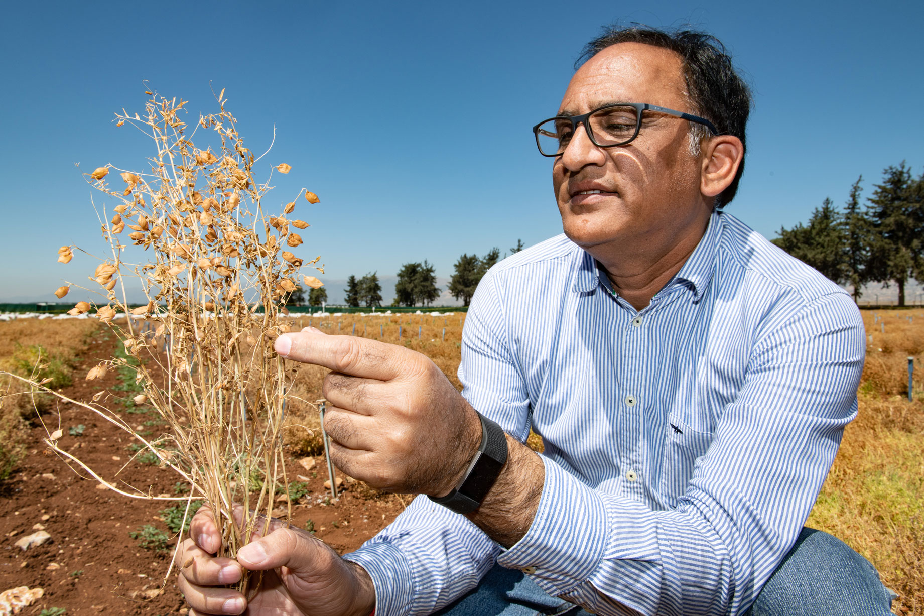 Dr. Shiv Kumar Agrawal holding lentil plants at Terbol Station, Lebanon. 2019. Photo by Michael Major/Crop Trust.