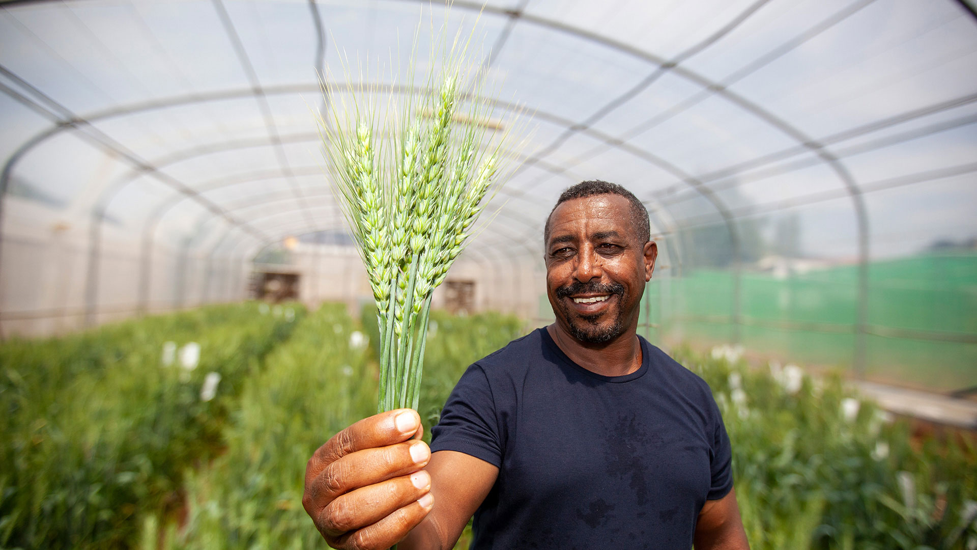 Dr. Wuletaw Tadesse Degu holding strands of wheat inside an ICARDA glasshouse in Rabat, Morocco. 2022. Photo by James Pursey/ICARDA.