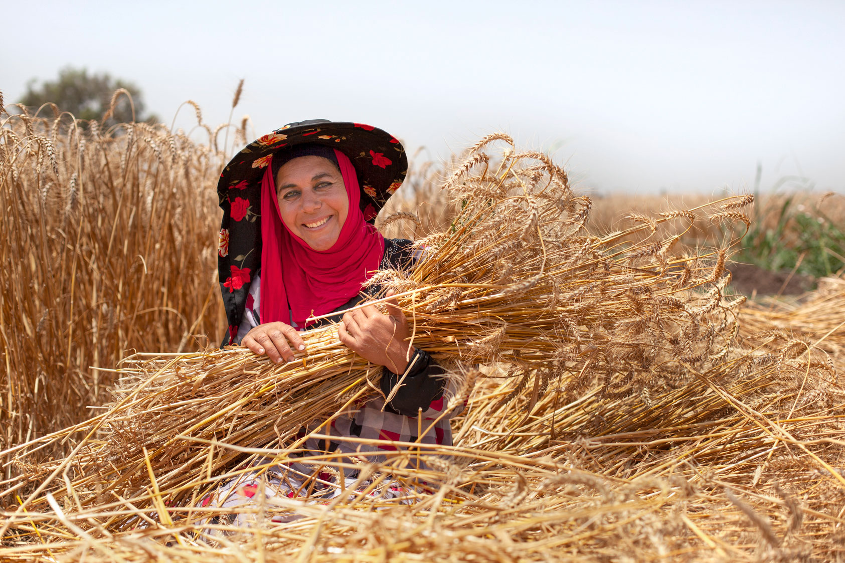 Farmer holding wheat harvest. Beni Sueif, Egypt. 2020. Photo by James Pursey/ICARDA.