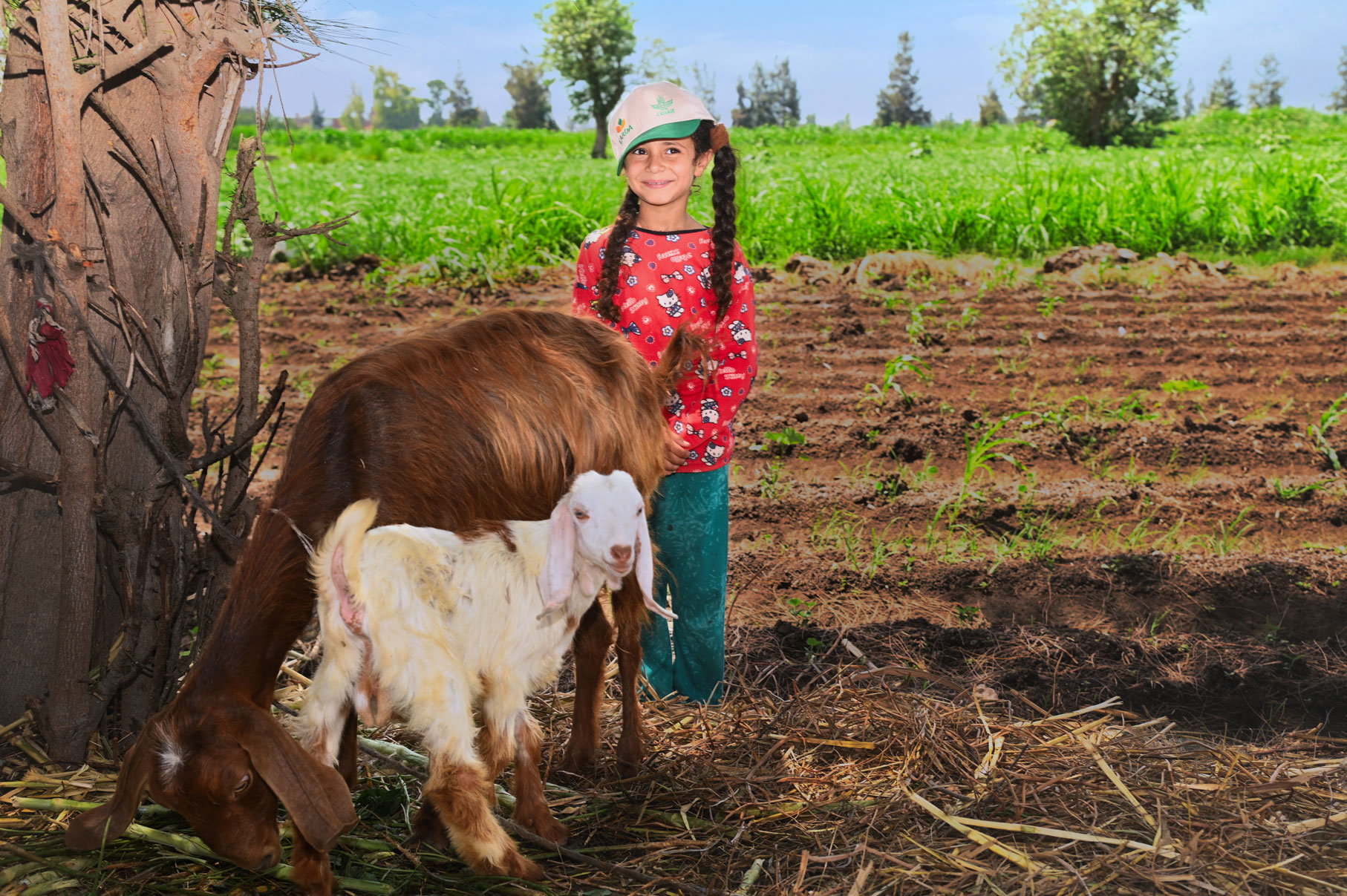 Farmer's daughter with her goats in Kafr El Sheikh, Egypt. 2024. Photo by Ahmed El Sheemy/ICARDA.