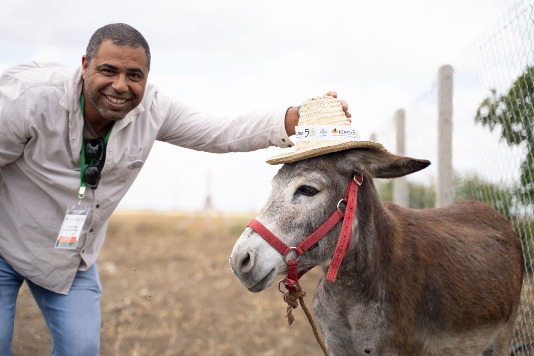 Dr. Zakaria Kehel places the ICARDA50 celebratory hat (handmade by women's cooperatives in Morocco) on Harry, ICARDA's rescued and adopted donkey, in Merchouch, Morocco. 2025. Photo by Ismail Belkhadir/ICARDA.