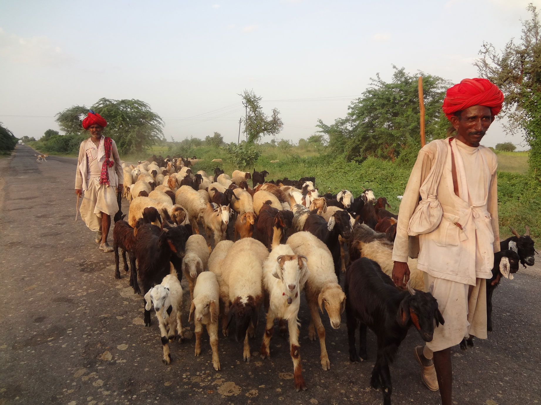 Herders in Rajasthan, India, photographed in October 2011 by Dr. Mounir Louhaichi.