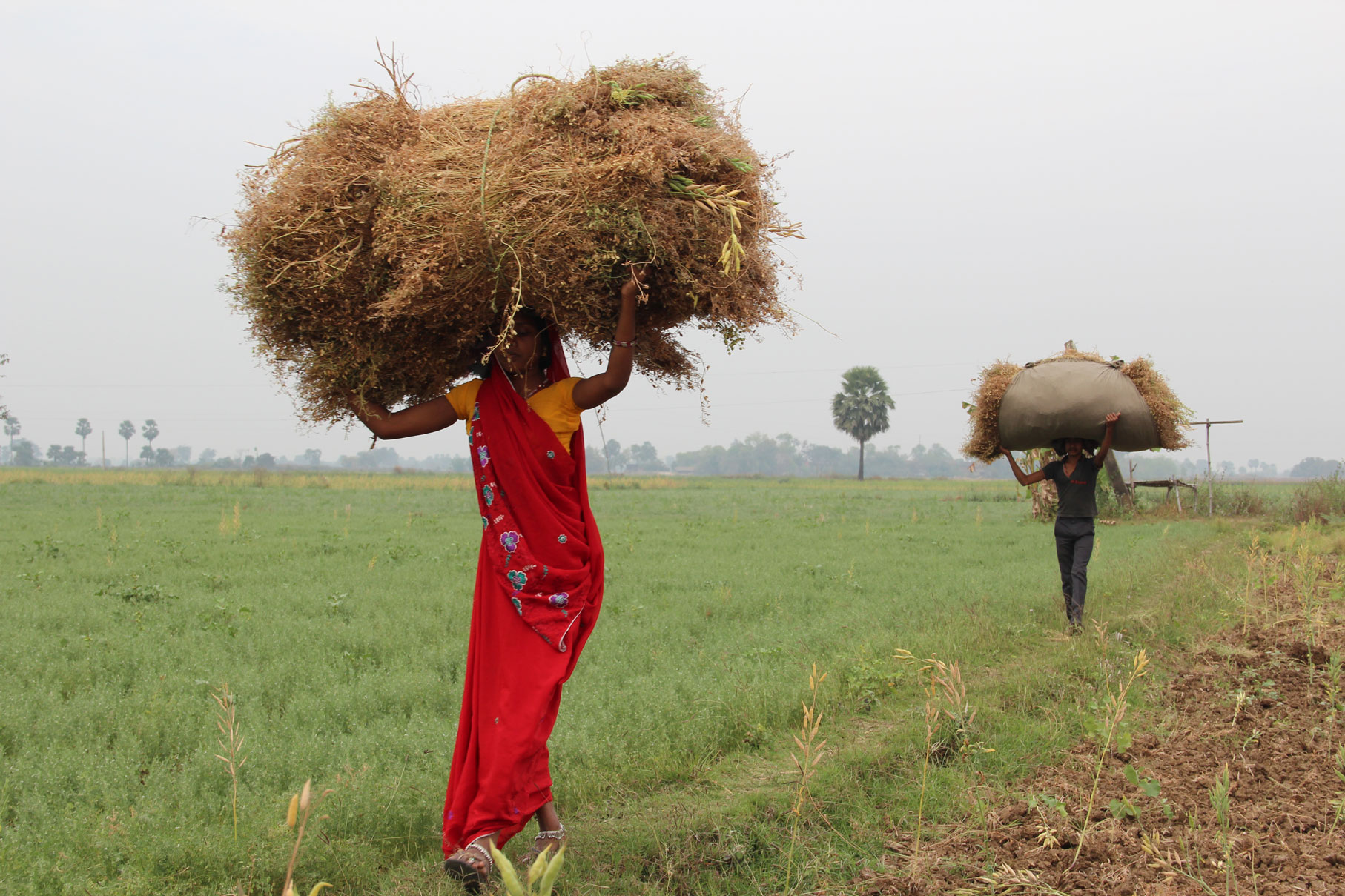Indian farmer carrying lentil harvest in West Bengal, India. 2018.