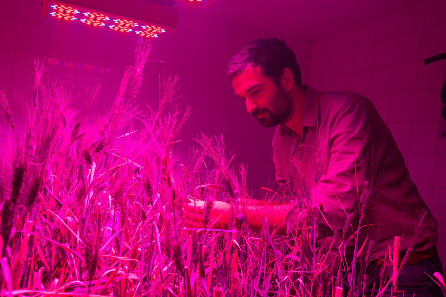 Dr. Miguel Sanchez Garcia examining barley crops inside a speedbreeding lab in Rabat, Morocco. 2022. Photo by James Pursey/ICARDA.