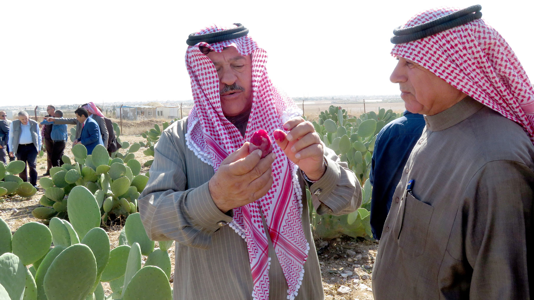 Farmers tasting red fruit of cactus pear in Madaba, Jordan. 2019. Photo by Dr. Sawsan Hassan/ICARDA.
