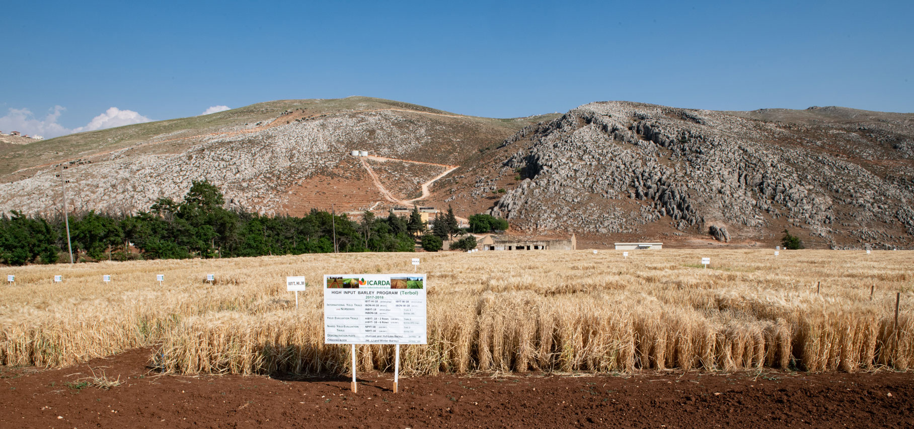 Seed regeneration plots at ICARDA's Terbol Station in Lebanon's Bekaa Valley. 2018. Photo by Michael Major/Crop Trust.
