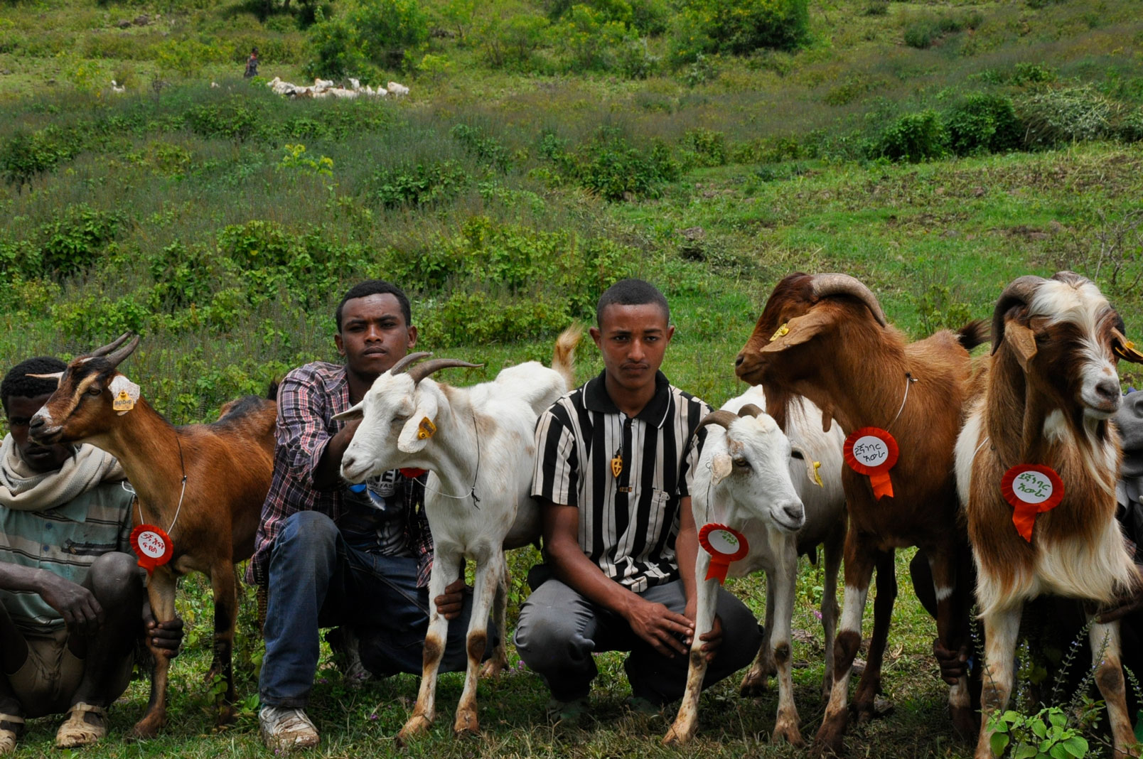 Community-based goat breeding field day in the Gumara-Maksegnit watershed, Ethiopia in 2014.
