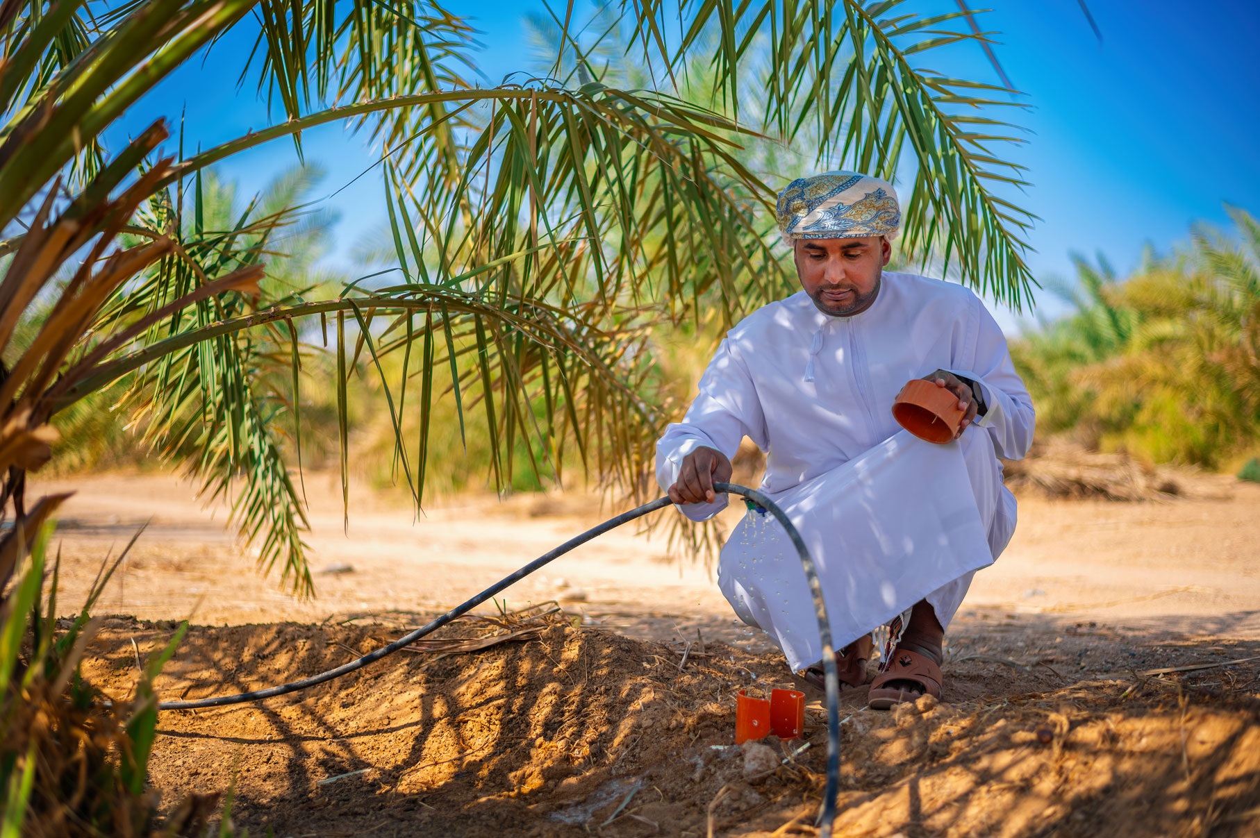 Drip Irrigation system for date palm trees in Oman. 2003. Photo by Ahmed El Sheemy/ICARDA.